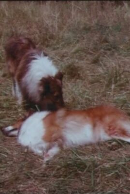 Lassie's Interlude