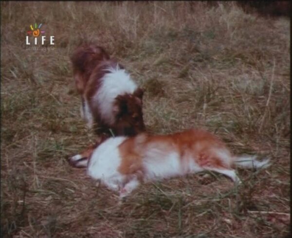 Lassie - A Emoção Milagrosa<br><small>Lassie's Interlude (1970)</small>